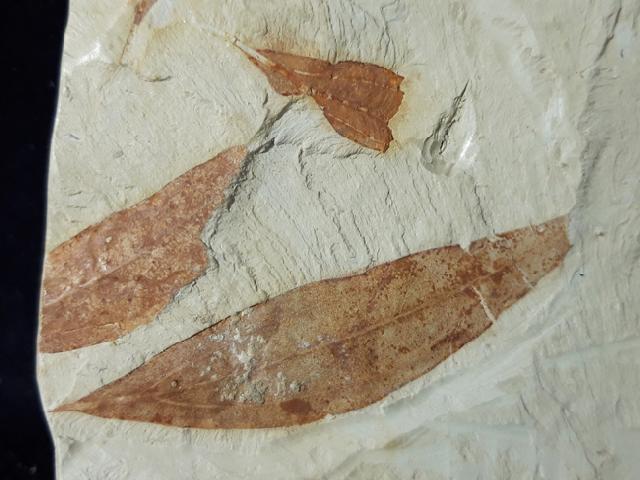 Zelkova zelkovifolia (UNGER 1843) & Daphnogene polymorpha ETTING - Bild © FossNet FossilienStore